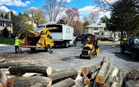 Best Lawn Dethatching  in Tuscola, IL