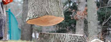  Tuscola, IL Tree Care Pros