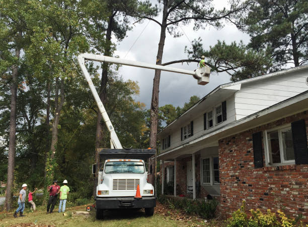 Best Tree Preservation Services  in Tuscola, IL