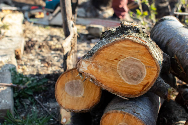 Best Tree Mulching  in Tuscola, IL