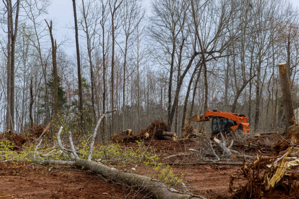 Best Tree Cabling and Bracing  in Tuscola, IL