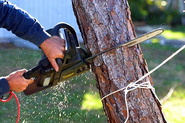 Best Emergency Tree Removal  in Tuscola, IL
