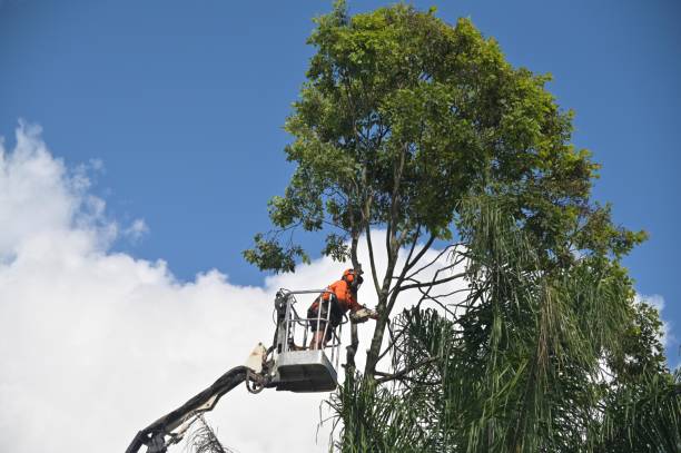 Best Tree Health Inspection  in Tuscola, IL