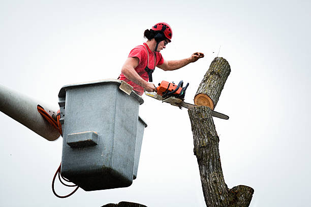 Best Tree Fertilization  in Tuscola, IL