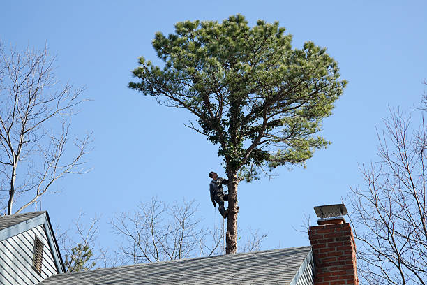 Best Hazardous Tree Removal  in Tuscola, IL
