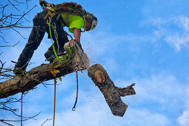 Professional Tree Care in Tuscola, IL